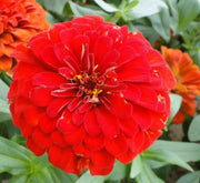 Hanging Mix Zinnia Flowers or "Zinnia" - Greensouq -