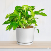 Hanging Money Plant "Epipremnum Aureum" 20 - 30cm - Greensouq -