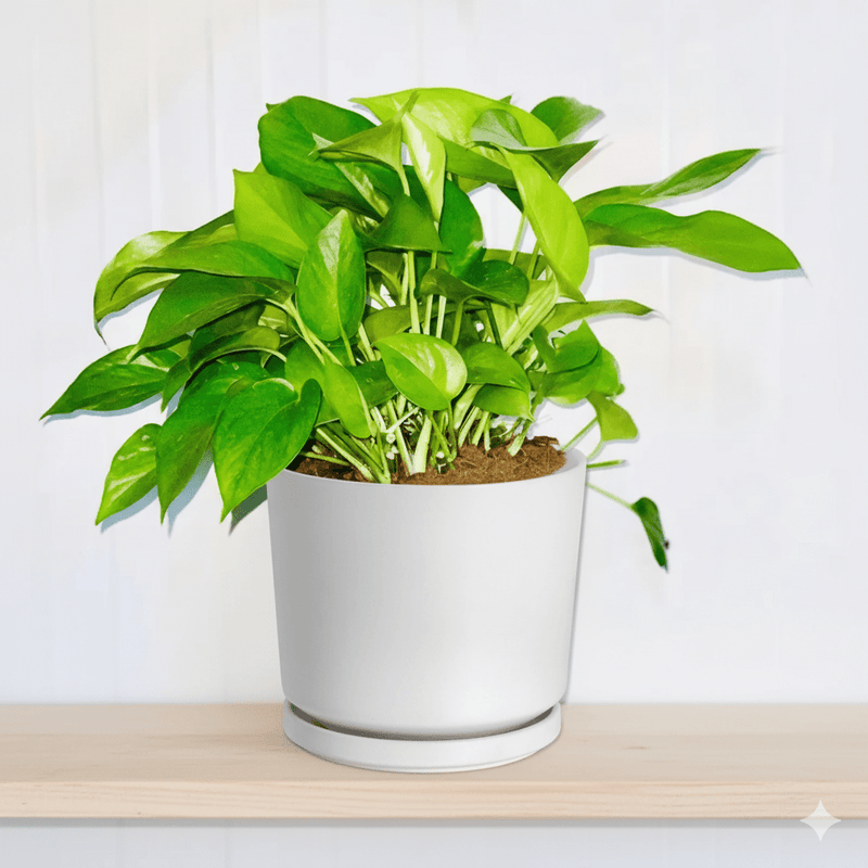 Hanging Money Plant "Epipremnum Aureum" 20 - 30cm - Greensouq -