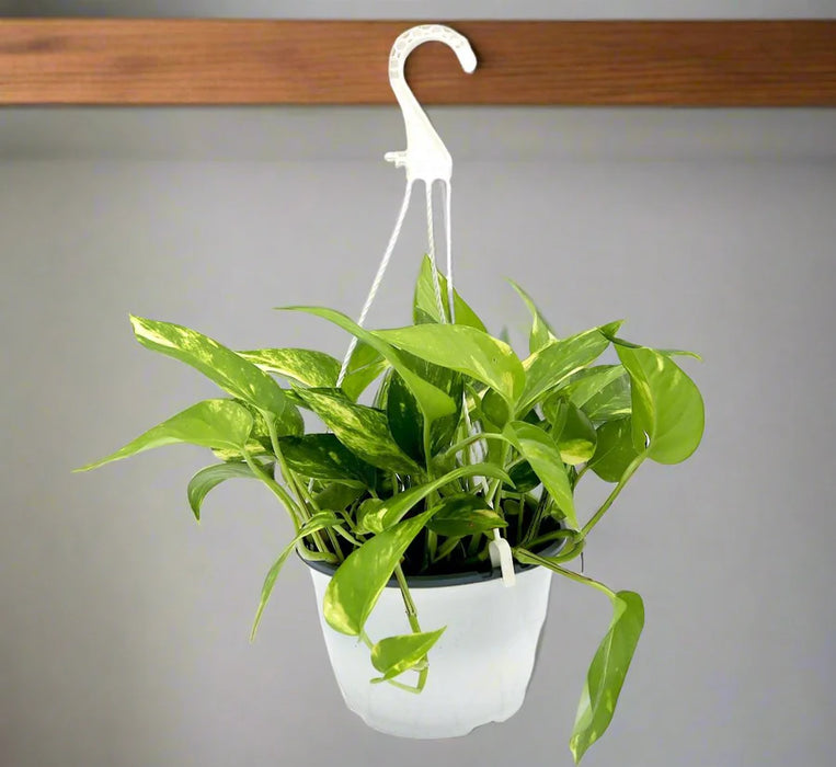 Variegated Hanging Money Plant "Epipremnum Aureum"