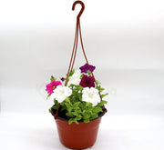 Hanging Petunia Mix "Petunias" - Greensouq -