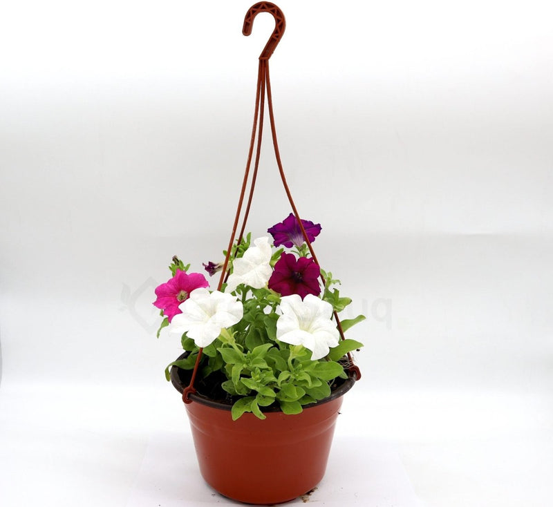 Hanging Petunia Mix "Petunias" - Greensouq -