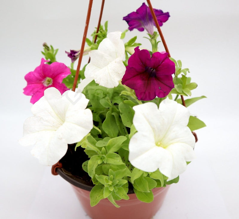 Hanging Petunia Mix "Petunias" - Greensouq -