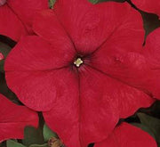 Hanging Petunia Mix "Petunias" - Greensouq -