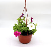 Hanging Petunia Mix "Petunias" - Greensouq -