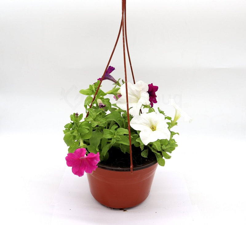 Hanging Petunia Mix "Petunias" - Greensouq -