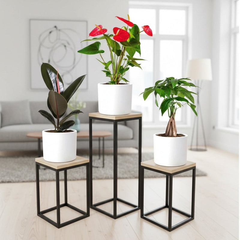 Happy Diwali Plant Bundle (1xRubber Plant 20 - 30cm ,1x Flamingo flower 30 - 40cm, 1x Patchira twisted 20 - 30cm) All in White Ceramics Pot - Greensouq -