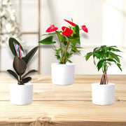 Happy Diwali Plant Bundle (1xRubber Plant 20/30cm 1x Flamingo flower 30/40cm1x Patchira twisted 20/30cm) in Ceramic white Pot - Greensouq -