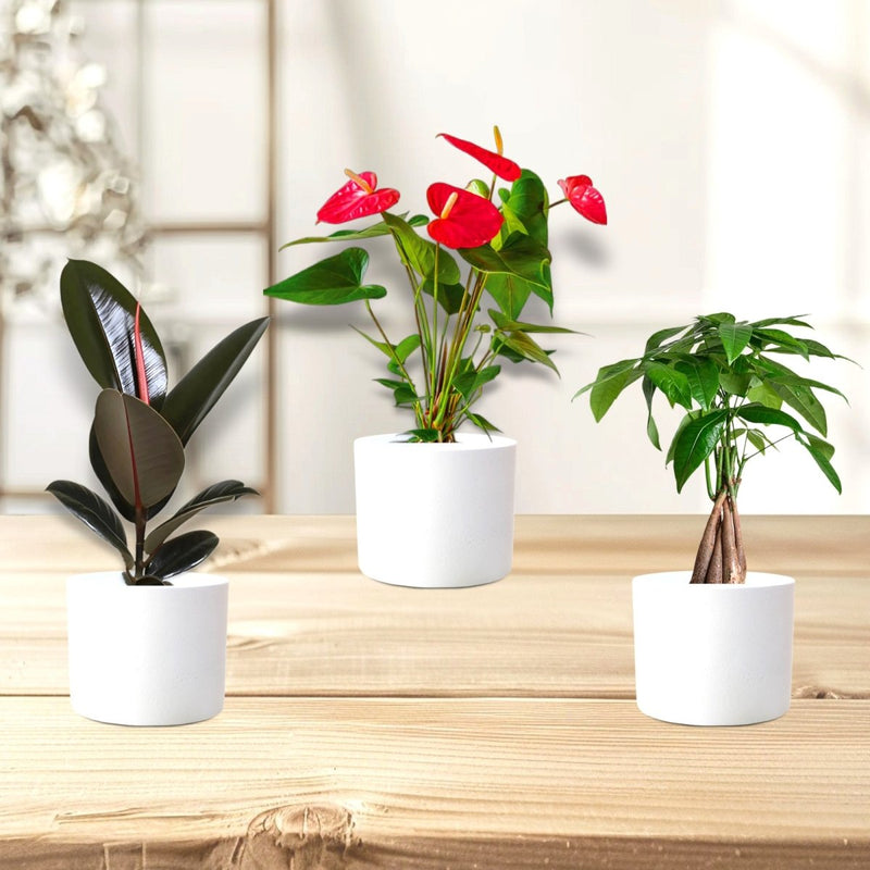 Happy Diwali Plant Bundle (1xRubber Plant 20/30cm 1x Flamingo flower 30/40cm1x Patchira twisted 20/30cm) in Ceramic white Pot - Greensouq -
