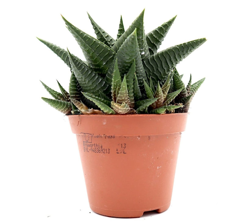 Haworthia Fasciata "Big Band or Zebra Cactus" 10 - 15cm - Greensouq -