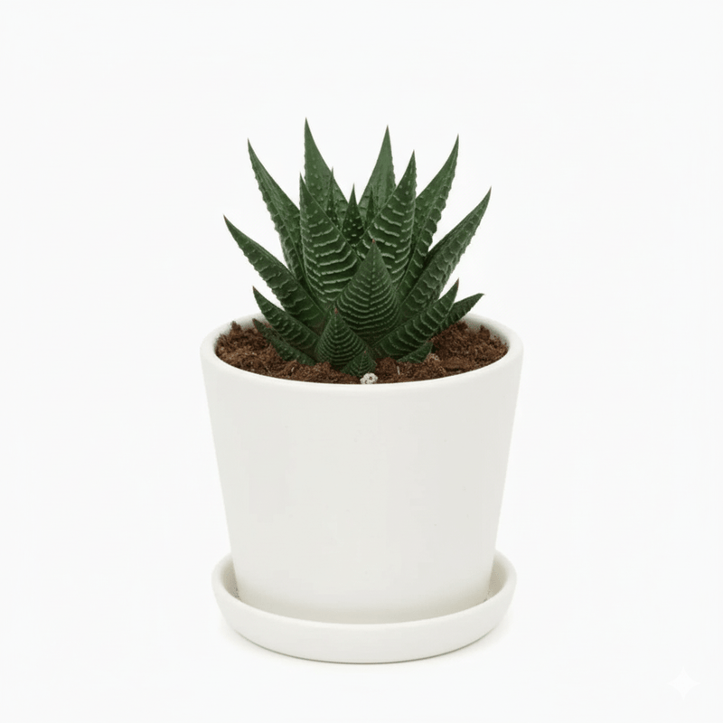 Haworthia Fasciata "Big Band or Zebra Cactus" 10 - 15cm - Greensouq -