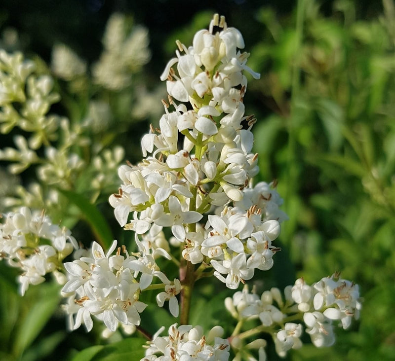 Henna "Lawsonia Inermis" Mehendi Plant 0.8 to 1.0 m - Greensouq -