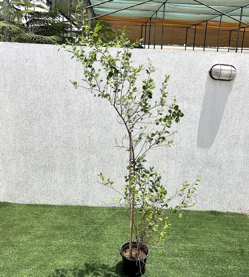 Henna "Lawsonia Inermis" Mehendi Plant 0.8 to 1.0 m - Greensouq -