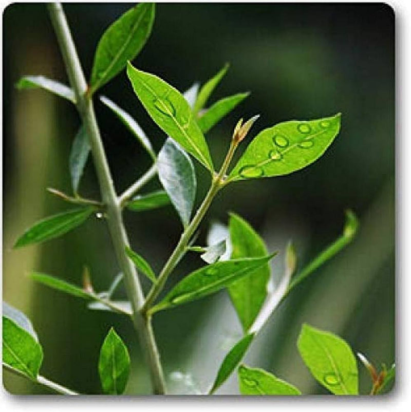 Henna "Lawsonia Inermis" Mehendi Plant 0.8 to 1.0 m - Greensouq -