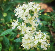 Henna "Lawsonia Inermis" Mehendi Plant 0.8 to 1.0 m - Greensouq -