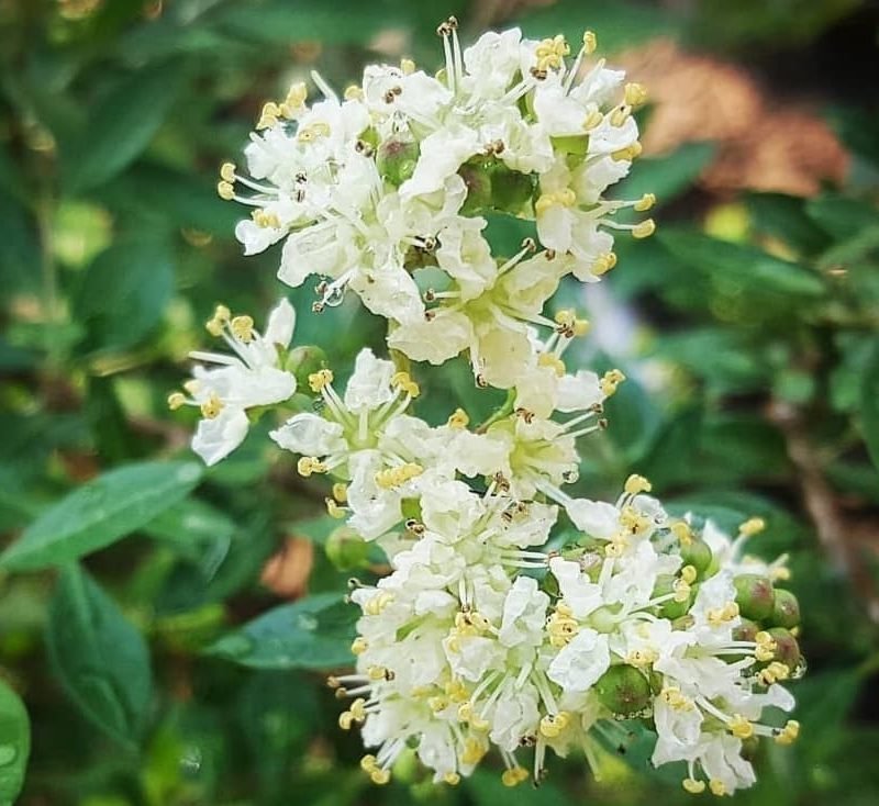 Henna "Lawsonia Inermis" Mehendi Plant 0.8 to 1.0 m - Greensouq -