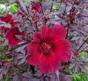 Hibiscus acetosella "Cranberry or Red Leaved Hibiscus" 0.4 - 0.5m - Greensouq -