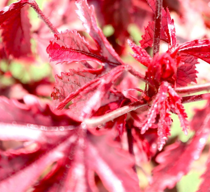 Hibiscus acetosella "Cranberry or Red Leaved Hibiscus" 0.4 - 0.5m - Greensouq -