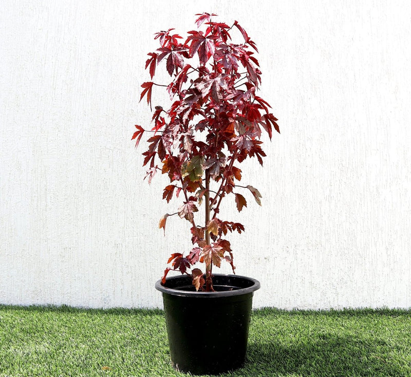 Hibiscus acetosella "Cranberry or Red Leaved Hibiscus" 0.4 - 0.5m - Greensouq -