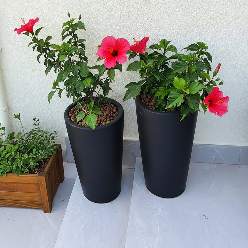 Hibiscus rosa sinensis Red - Greensouq -
