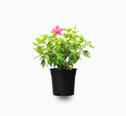 Hibiscus rosa sinensis Red - Greensouq -