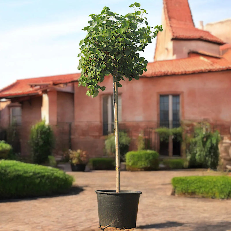 Hibiscus Tiliaceus "Beach Hibiscus" - Greensouq -