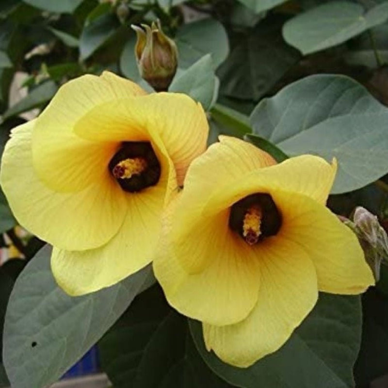 Hibiscus Tiliaceus "Beach Hibiscus" - Greensouq -