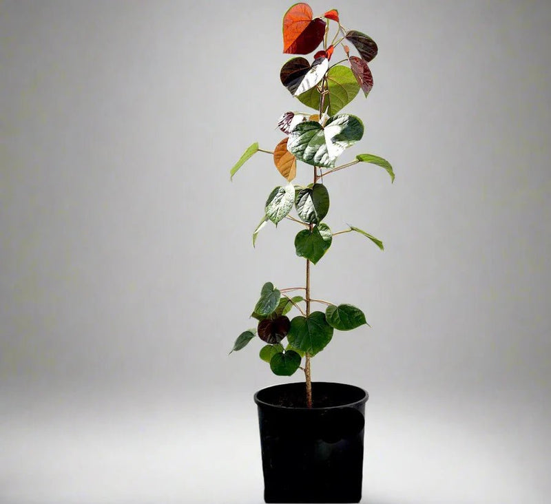 Hibiscus tiliaceus Rubra "Red Beach Hibiscus" 0.8 - 1.0m - Greensouq -