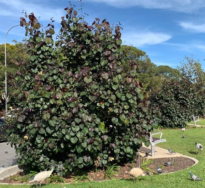 Hibiscus tiliaceus Rubra "Red Beach Hibiscus" 0.8 - 1.0m - Greensouq -