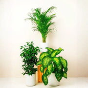 Home Decorator Plant Bundle - Greensouq -