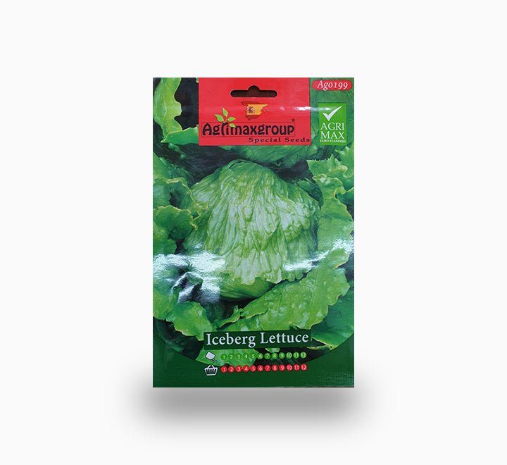 Iceberg Lettuce - Greensouq -