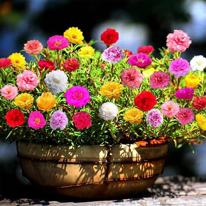 Portulaca Grandiflora | Rose Moss | 9cm pot