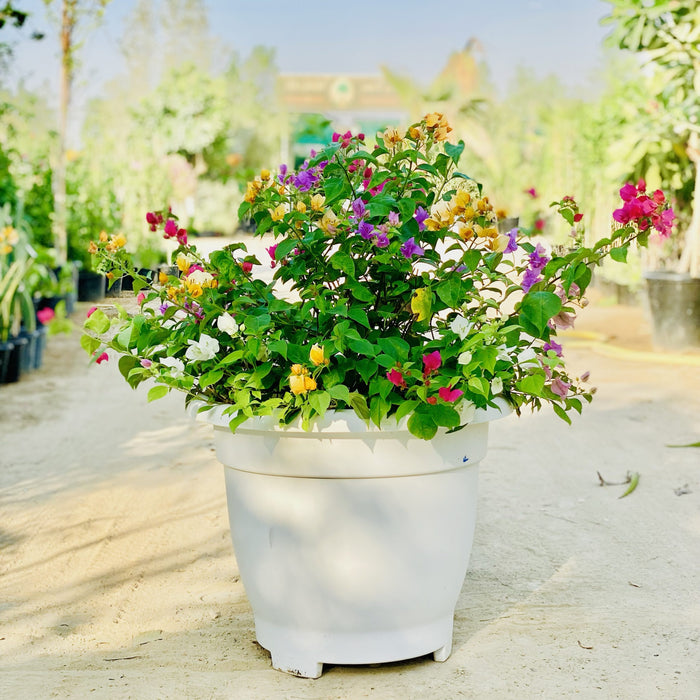 Bougainvillea Purple Orange Mix in 20" Cosmoplast Round Pot