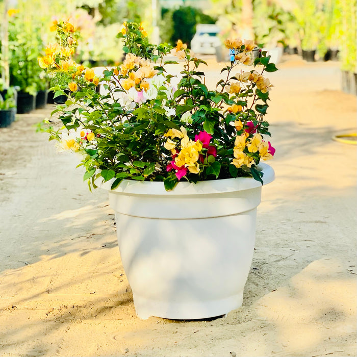 Bougainvillea Orange Mix in 20" Cosmoplast Round Pot