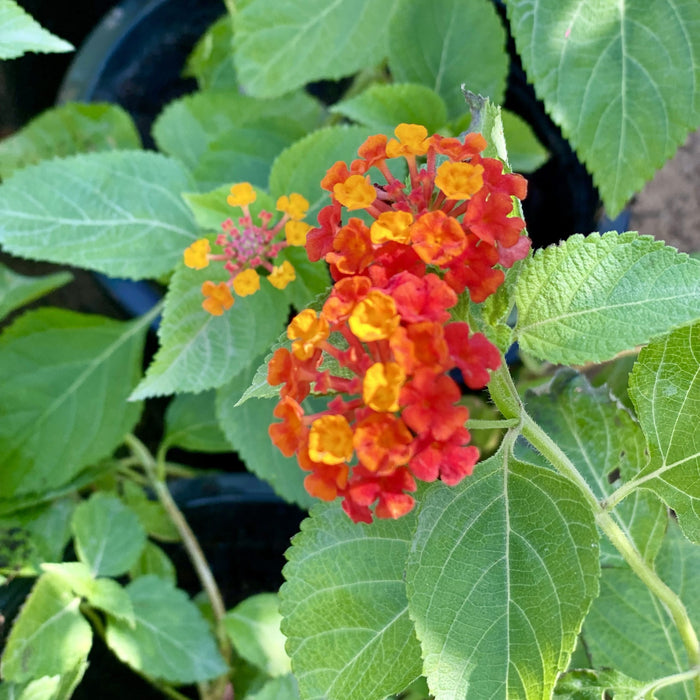 Lantana Camara "Red Sage" 30-40cm