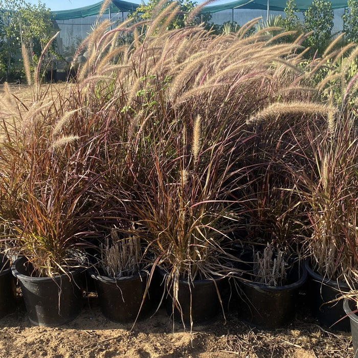 rubrum grass