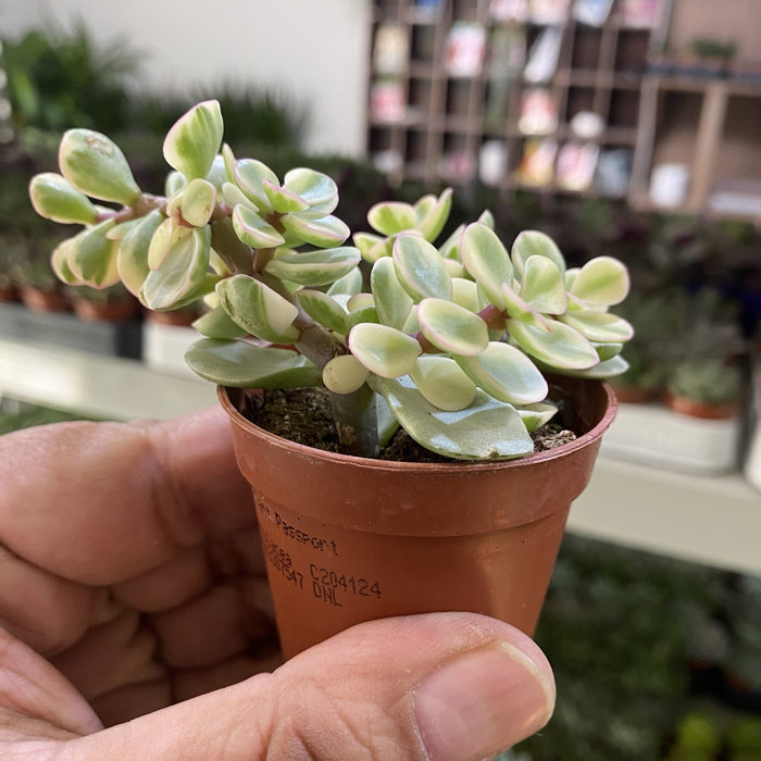 Portulacaria Afra Variegata Elephant Bush succulent indoor