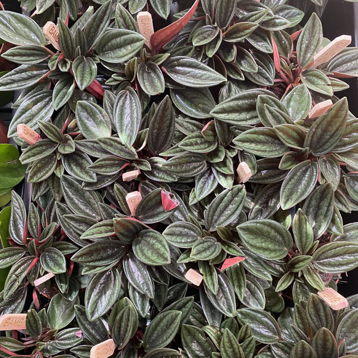 Peperomia caperata