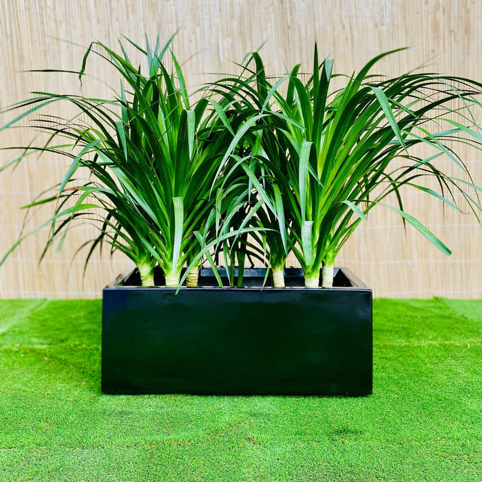 Dracaena Draco Duo, Drago or Dragon Tree in Fiber Glass pot (70x30x30)