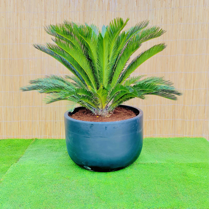 Giant Sago Palm - Fiber Pot