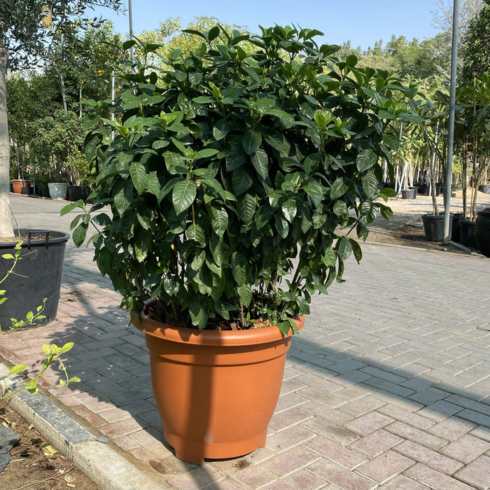 XL Gardenia Jasminoides "Cape Jasmine" ياسمين (Outdoor) in Terracotta Pot 80-100cm