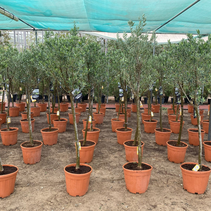 Olive Tree Shape | Olea Europea 1.8-2.0m / 30-40mm 18 Ltr | شجرة زيتون