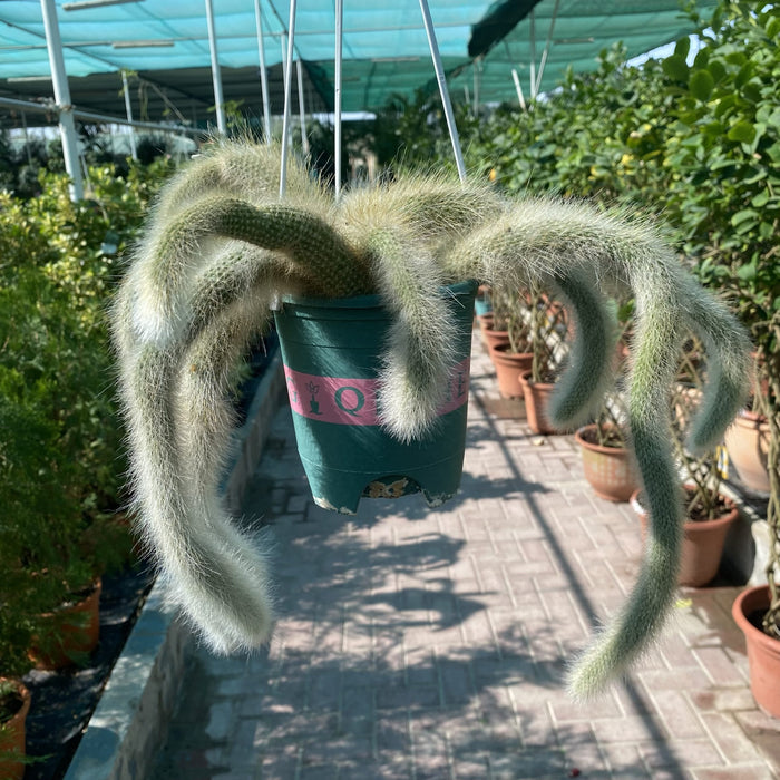 Monkey Tail Cactus Hanging