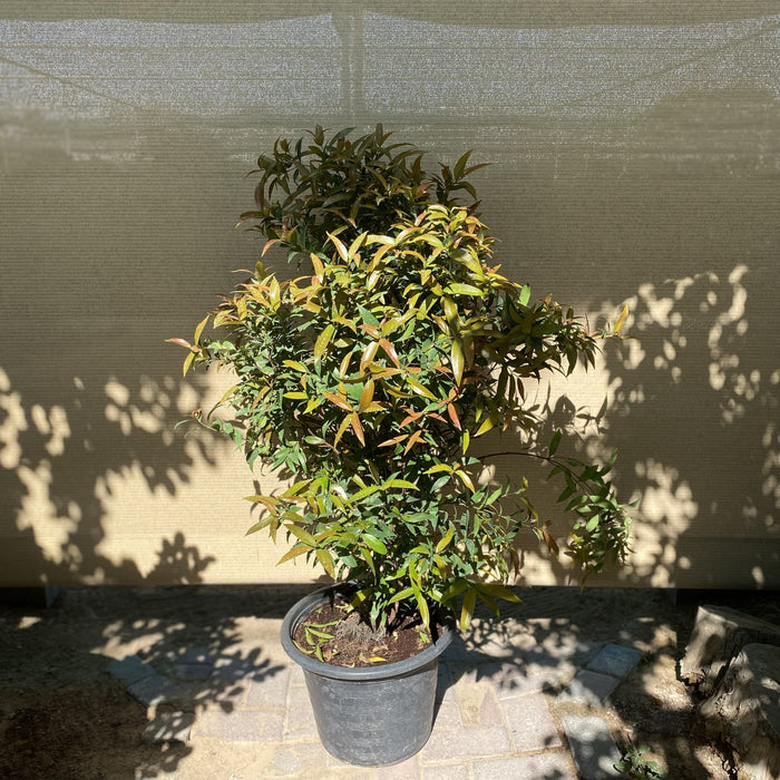 Syzygium Australe Christina