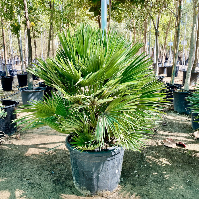 Chamaerops humilis