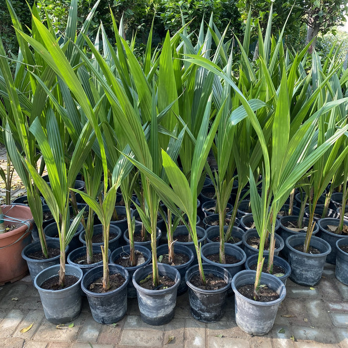 Cocos Nucifera "Coconut Palm" نخلة جوز الهند
