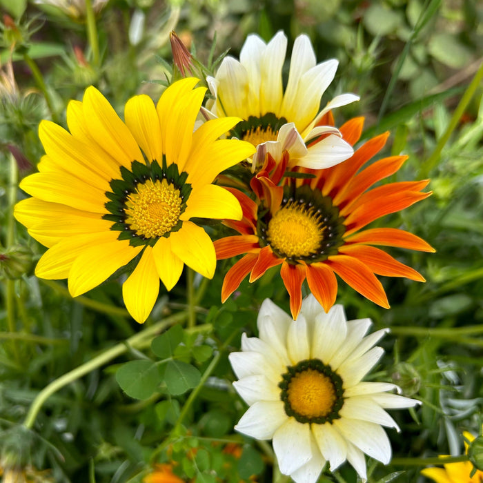 Hanging Gazania Mix Flowering Plants