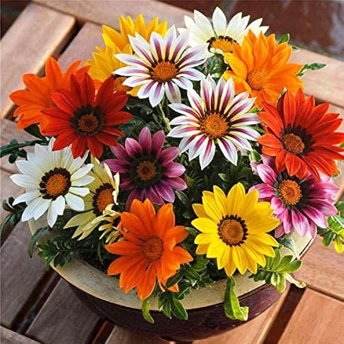 Gazania Flowering Plants