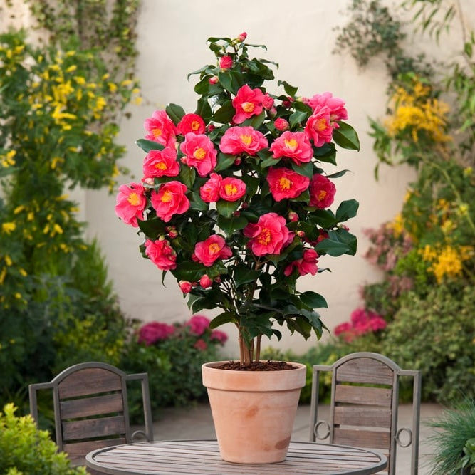 Camellia SP -Japanese Camellia 60cm-80cm