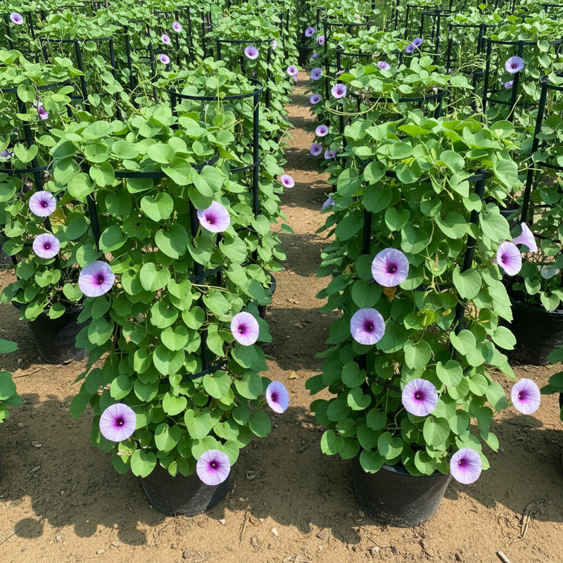 Ipomoea pes - caprae, Railroad Vine or Railway Creeper - Greensouq -